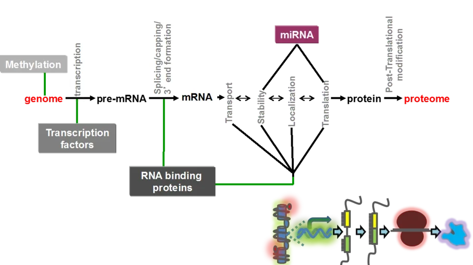 Schematic of the central dogma of molecular biology.