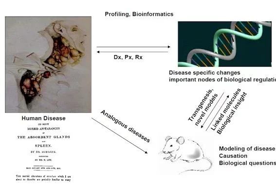 A graphic outlines the schematic of translational research.
