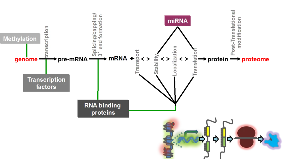 Schematic of the central dogma of molecular biology.