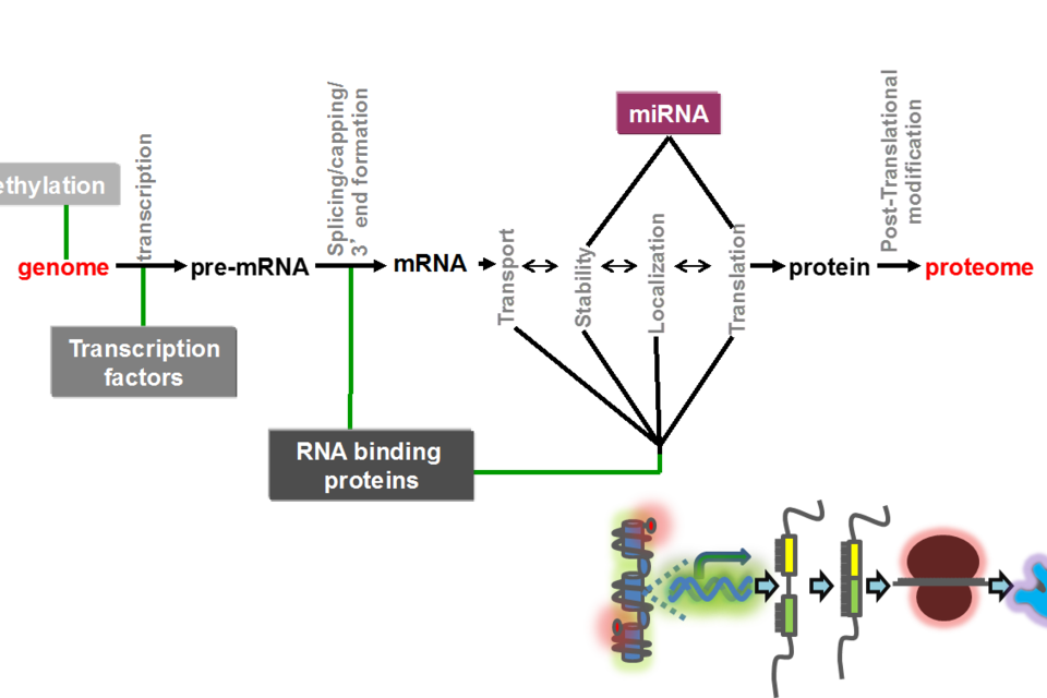 Schematic of the central dogma of molecular biology.